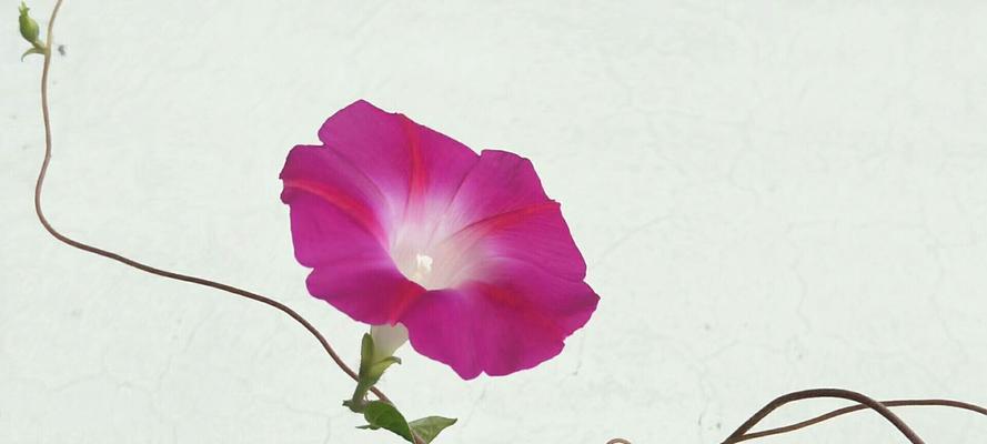 粉色牵牛花的含义是什么？粉色牵牛花的花语有哪些？