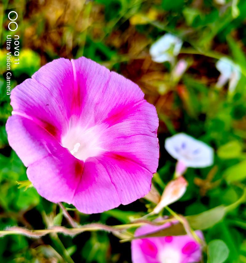 粉色牵牛花的含义是什么？粉色牵牛花的花语有哪些？