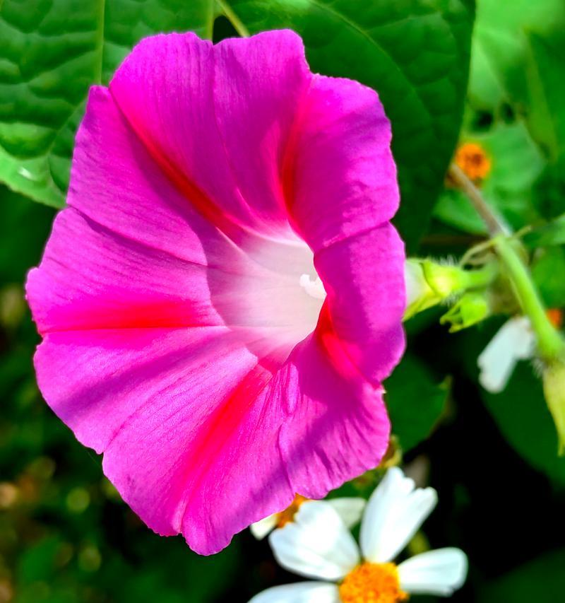 粉色牵牛花的含义是什么？粉色牵牛花的花语有哪些？