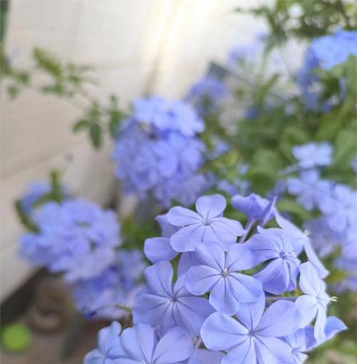 蓝色花有什么不好的寓意？为什么蓝色花会有负面含义？