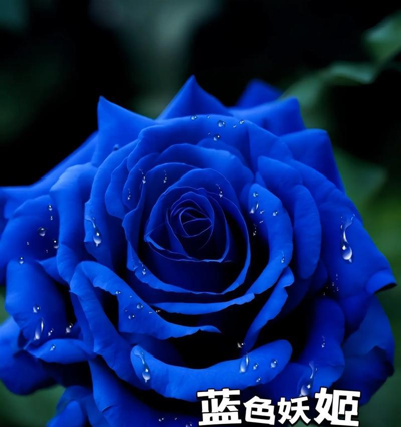 蓝色花有什么不好的寓意？为什么蓝色花会有负面含义？