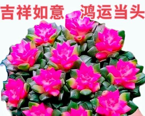 哪种花象征招财富贵？招财富贵花的寓意是什么？