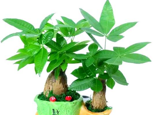 哪种花象征招财富贵？招财富贵花的寓意是什么？