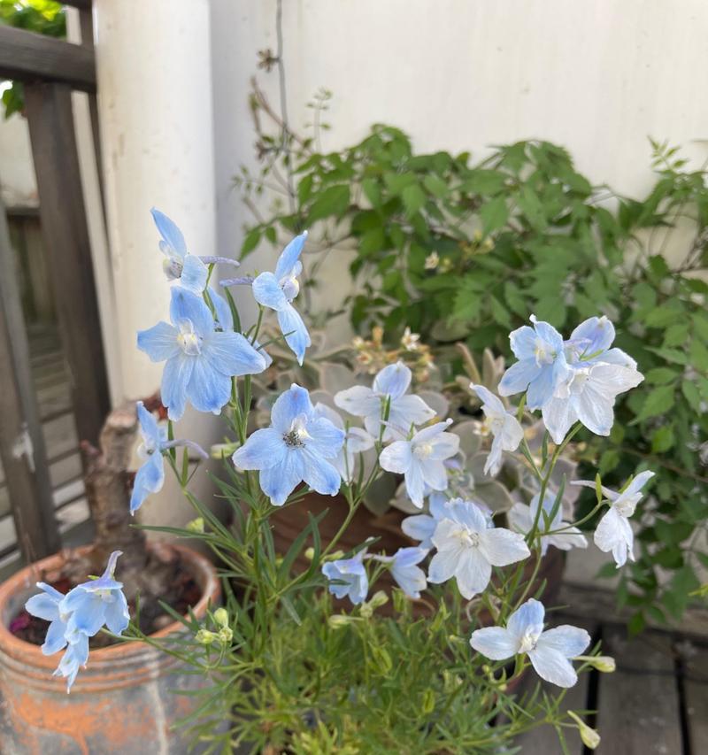 白色飞燕花象征着什么？