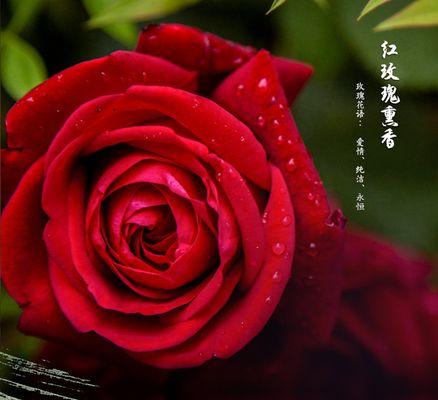 象征爱情的熏香是什么花？哪种花最能代表爱情？