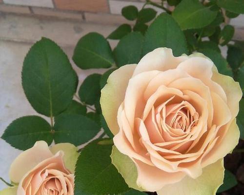 象征爱情的熏香是什么花？哪种花最能代表爱情？