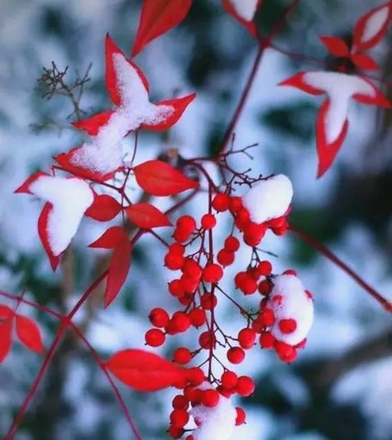 冬天有哪些花象征爱情？冬季花卉的浪漫寓意是什么？