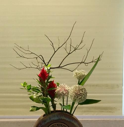 节节高盘花有何寓意？如何用节节高盘花表达祝福？