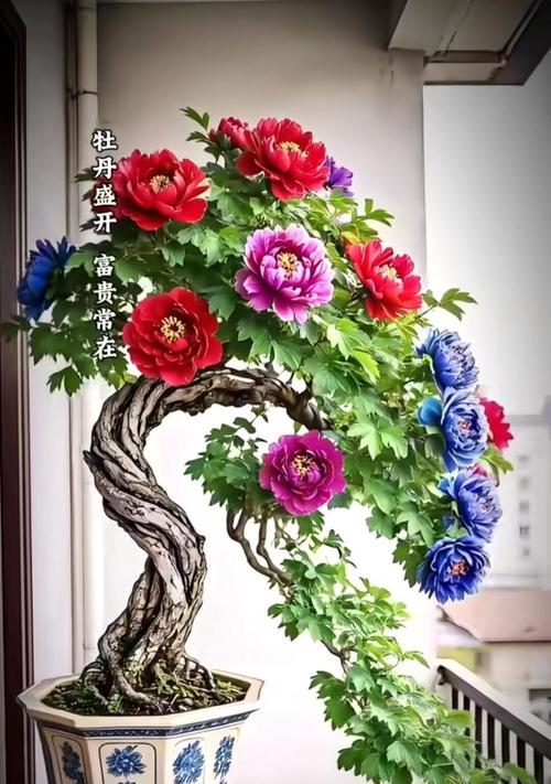 节节高盘花有何寓意？如何用节节高盘花表达祝福？