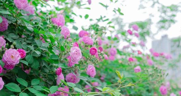 绿色蔷薇花象征着什么？