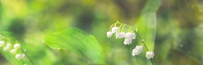 夏季节气花信有哪些花语？如何解读夏季节气的花语？
