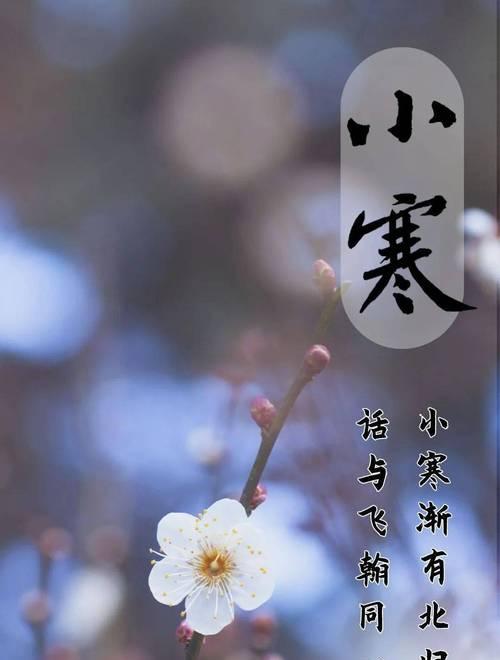 夏季节气花信有哪些花语？如何解读夏季节气的花语？