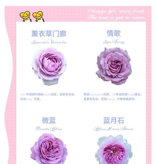 蓝色紫色捧花代表什么？捧花的寓意有哪些？