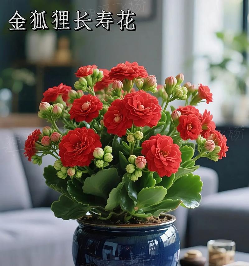 哪些花含有吉祥寓意？