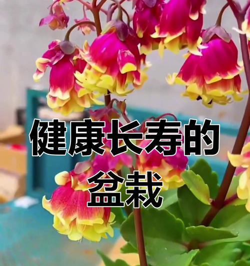 长寿花的花语是什么？它的寓意和来历有哪些？