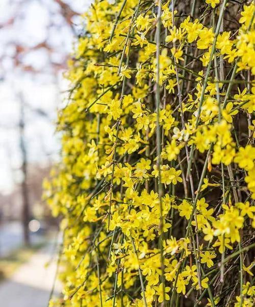 哪种花象征平安健康希望？这些花的寓意是什么？