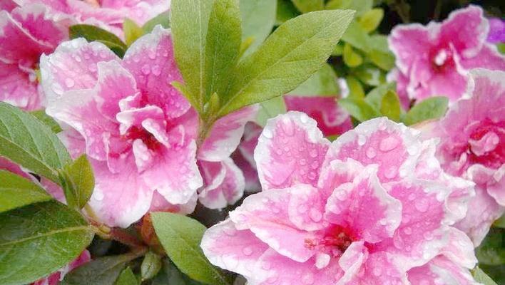 桃红色杜鹃花代表什么？杜鹃花的花语有哪些？