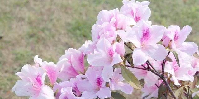 桃红色杜鹃花代表什么？杜鹃花的花语有哪些？