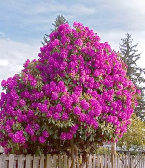 桃红色杜鹃花代表什么？杜鹃花的花语有哪些？