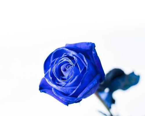 52支蓝色花代表什么？它们的花语是什么？
