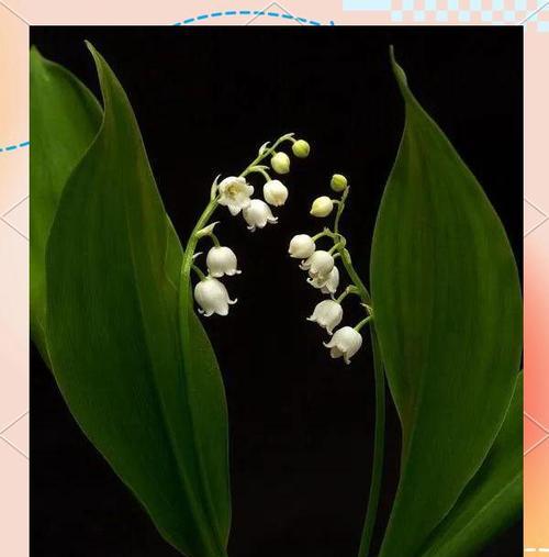 在欧洲，哪种花代表着幸福？