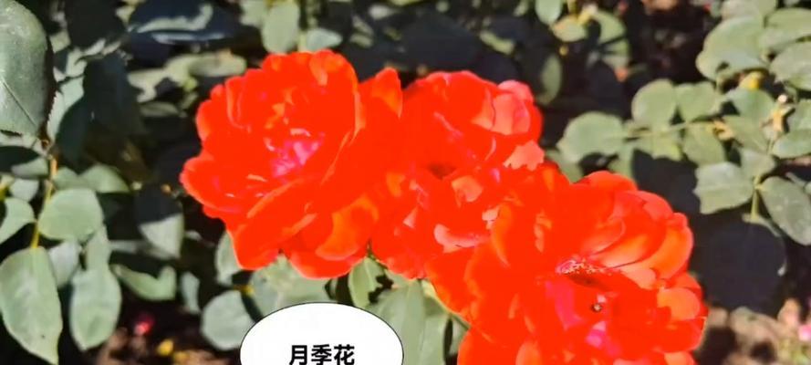 红色的花有哪些寓意不好？如何避免使用？