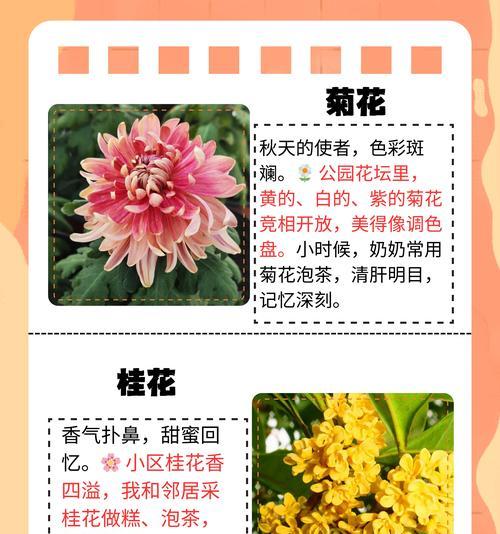 象征着不同爱情秋天的花有哪些？如何选择象征爱情的花？