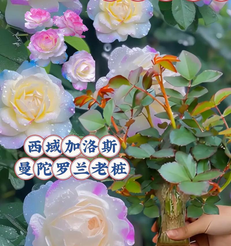 七色花代表什么？七色花的象征植物有哪些？