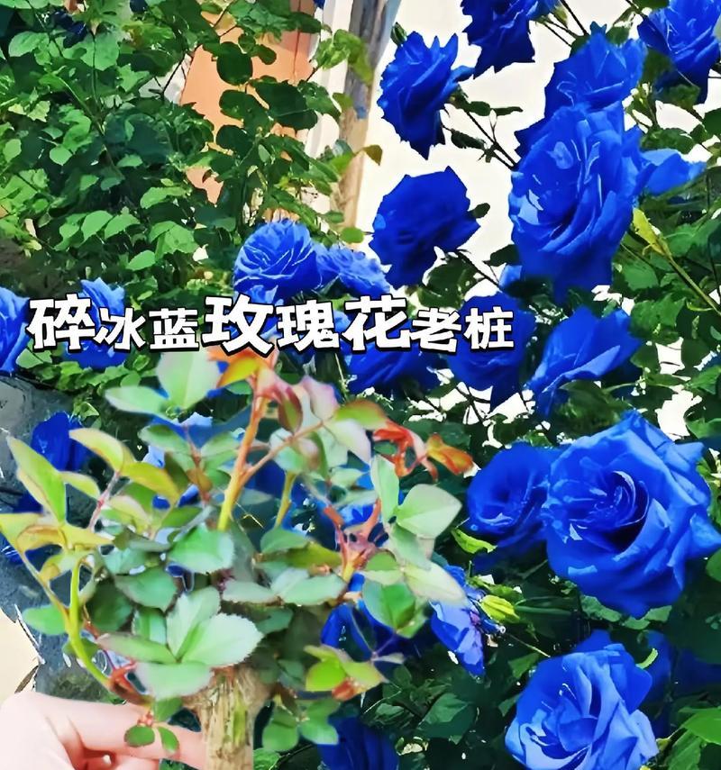 三朵蓝玫瑰代表什么意义？蓝色玫瑰花的寓意是什么？