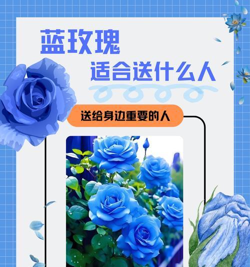 三朵蓝玫瑰代表什么意义？蓝色玫瑰花的寓意是什么？