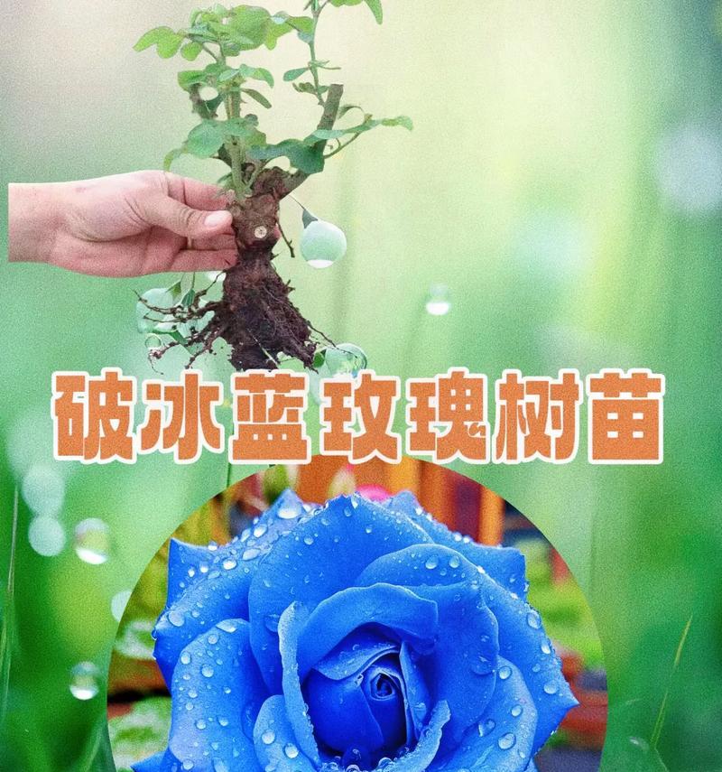 三朵蓝玫瑰代表什么意义？蓝色玫瑰花的寓意是什么？