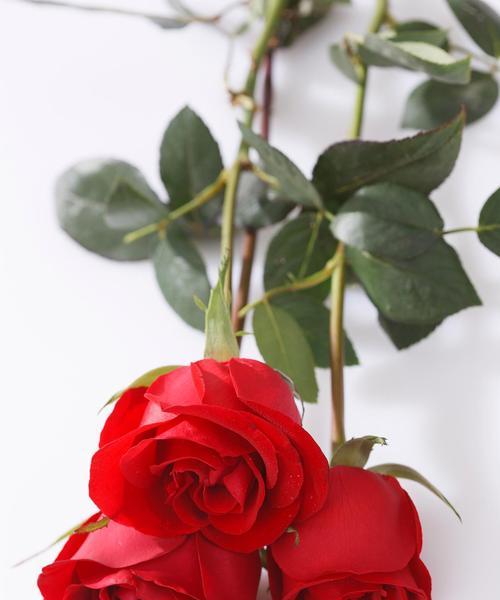 清明节送玫瑰花有何寓意？传统意义是什么？