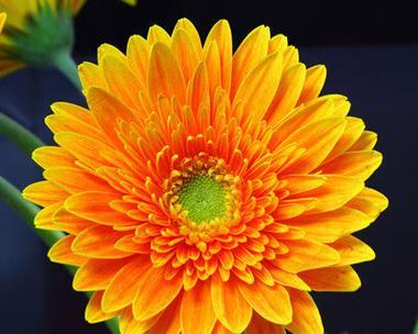 橙色象征哪种花？橙色花朵的寓意是什么？