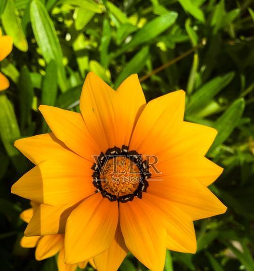 橙色象征哪种花？橙色花朵的寓意是什么？