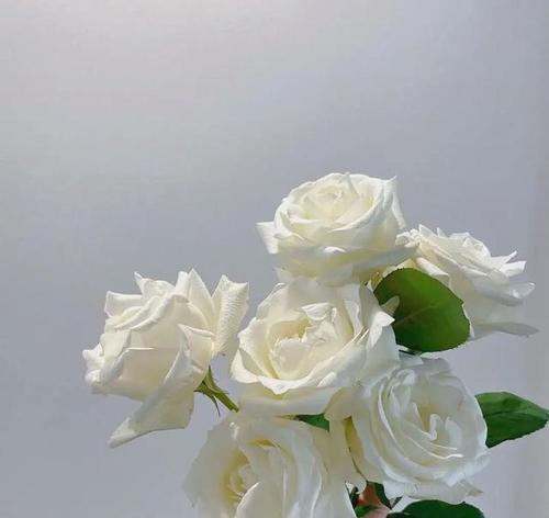 哪种花象征自爱的爱情？自爱爱情的花语有哪些？