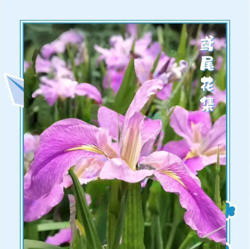 象征爱情纯洁的花有哪些？鸢尾色的寓意是什么花？