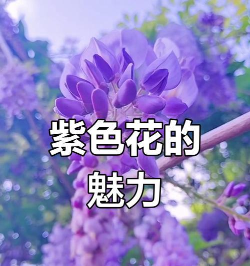 喜欢紫色的花有什么寓意呢？