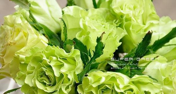 竹子与月季搭配的手捧花有何寓意？