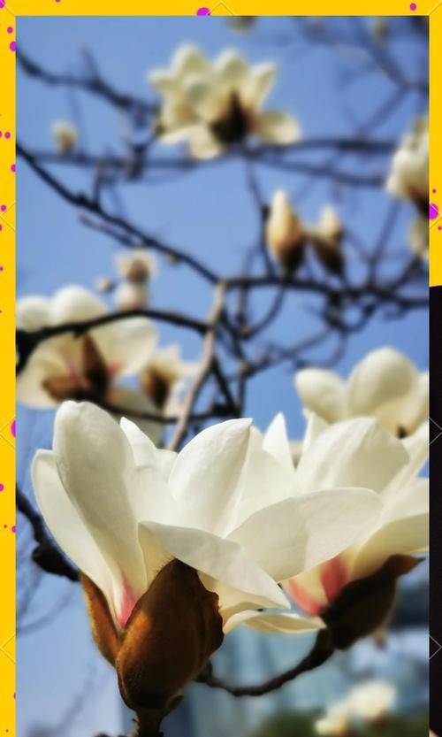 白色花在诗句中代表什么含义？