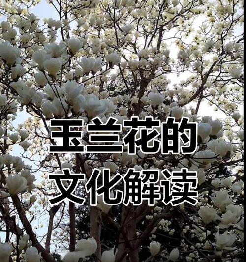 哪些花具有文化含义？花的文化寓意有哪些？