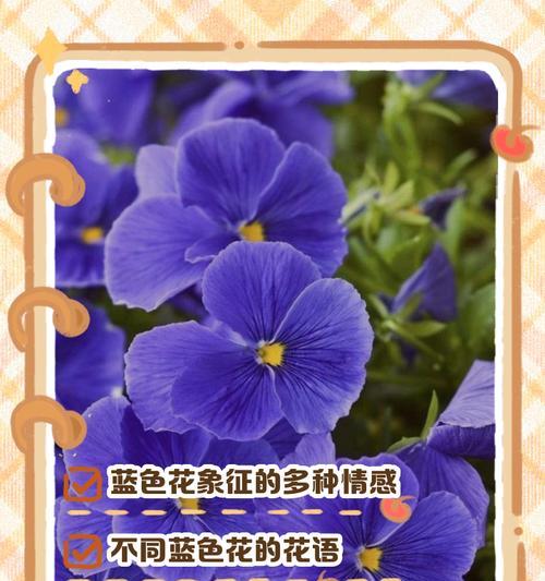 老师喜欢的浪漫花语有哪些？如何选择送给老师的花？