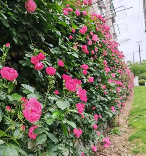 拾季花代表哪个季节？拾季花的寓意是什么？