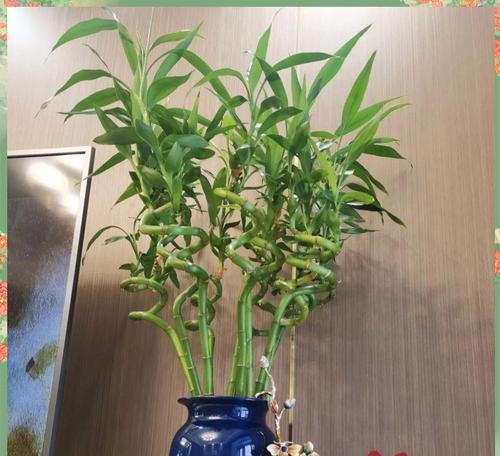 春节家里适合摆放的花寓意好是什么？它们象征着什么？