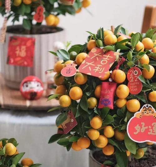春节家里适合摆放的花寓意好是什么？它们象征着什么？