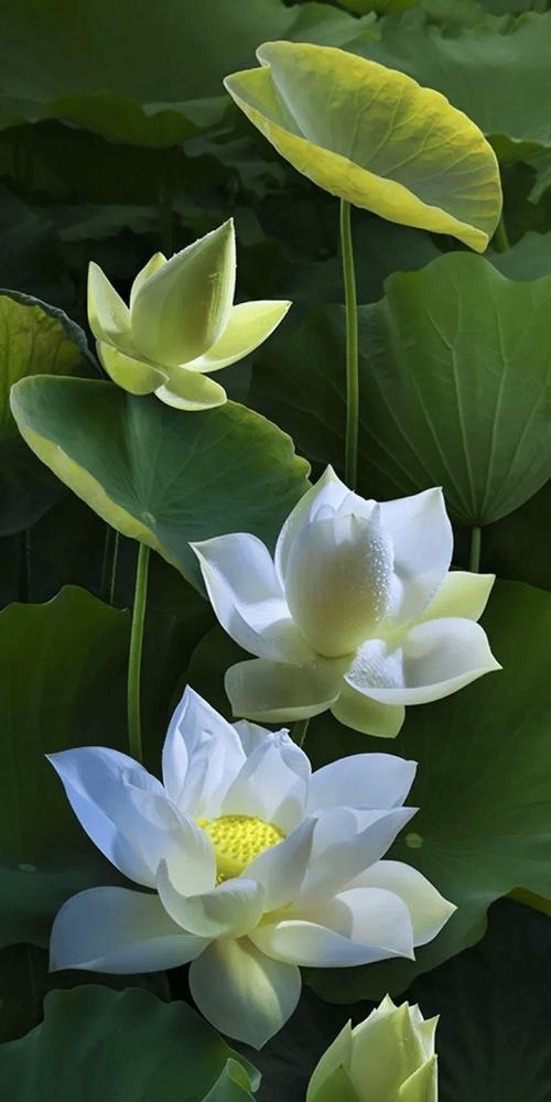 哪种花代表平安和健康？
