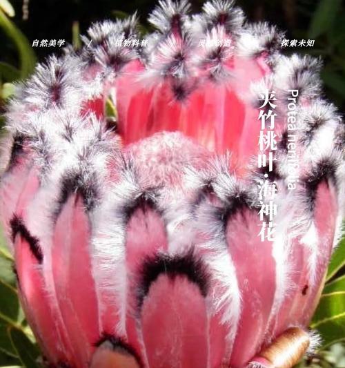 哪种花象征着海王的爱情？