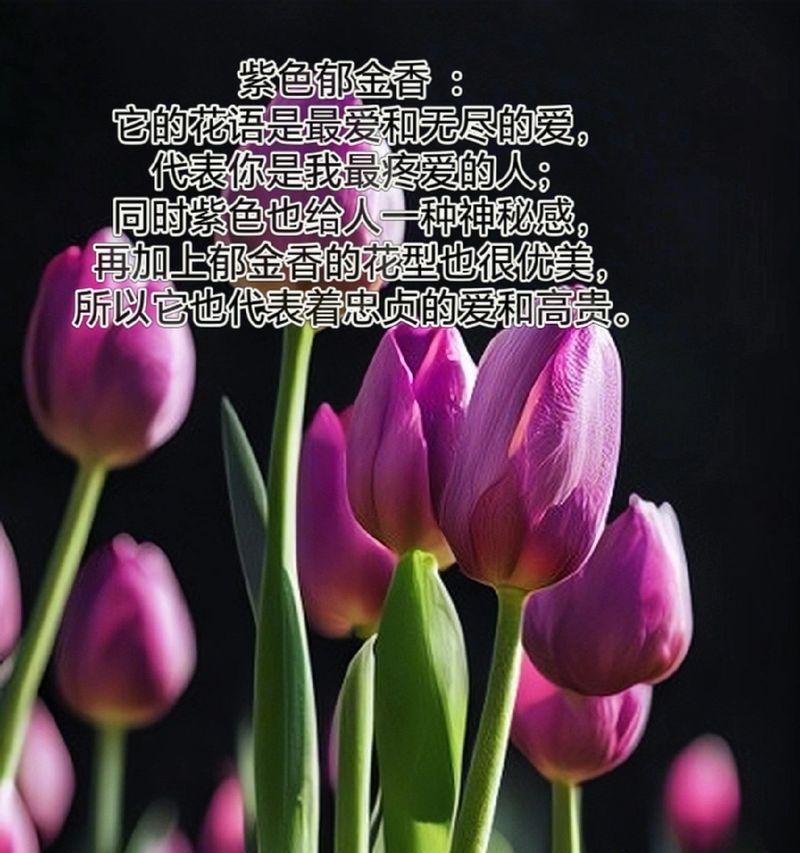 花的颜色如何影响其寓意？颜色与花语有何联系？