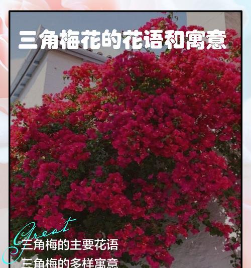 花的颜色如何影响其寓意？颜色与花语有何联系？