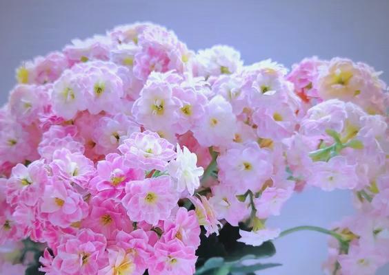 长寿花一帆风顺的寓意是什么？它象征着什么？