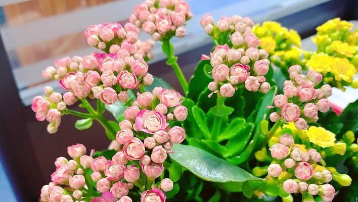 送绿色花的含义是什么？